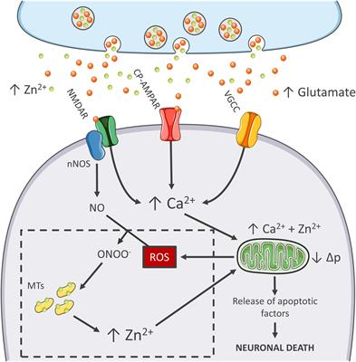 A Neurotoxic Ménage-à-trois: Glutamate, Calcium, and Zinc in the Excitotoxic Cascade